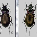 Carabus nemoralis O.F. Müller, 1764