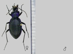 Carabus problematicus Herbst, 1786