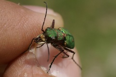 Cicindela campestris Linnaeus, 1758