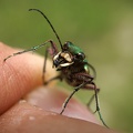 Cicindela campestris Linnaeus, 1758