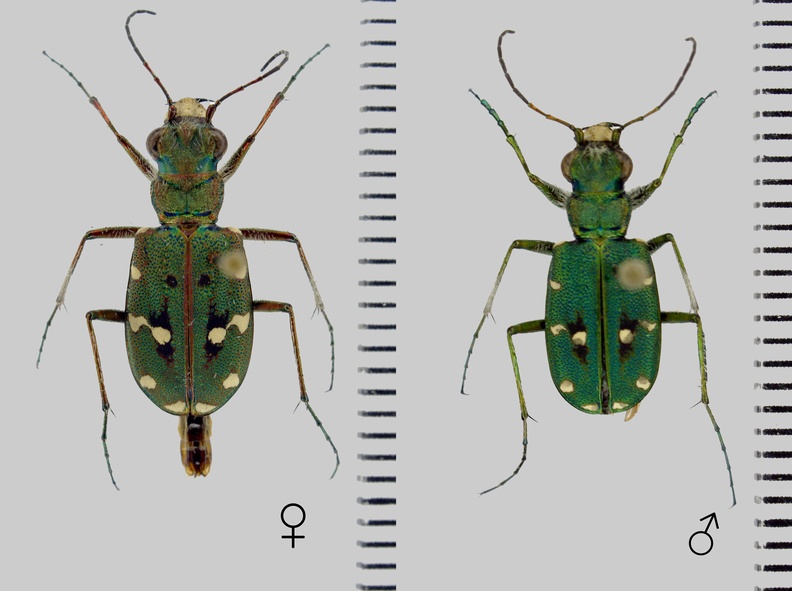 Cicindela campestris Linnaeus, 1758.jpg