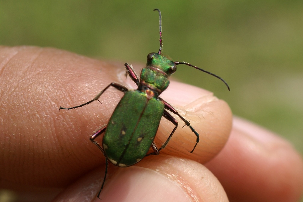 Cicindela campestris Linnaeus, 1758