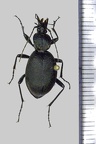 <!--hidden-->Cychrus caraboides (Linnaeus, 1758)-Forêt de Senonches