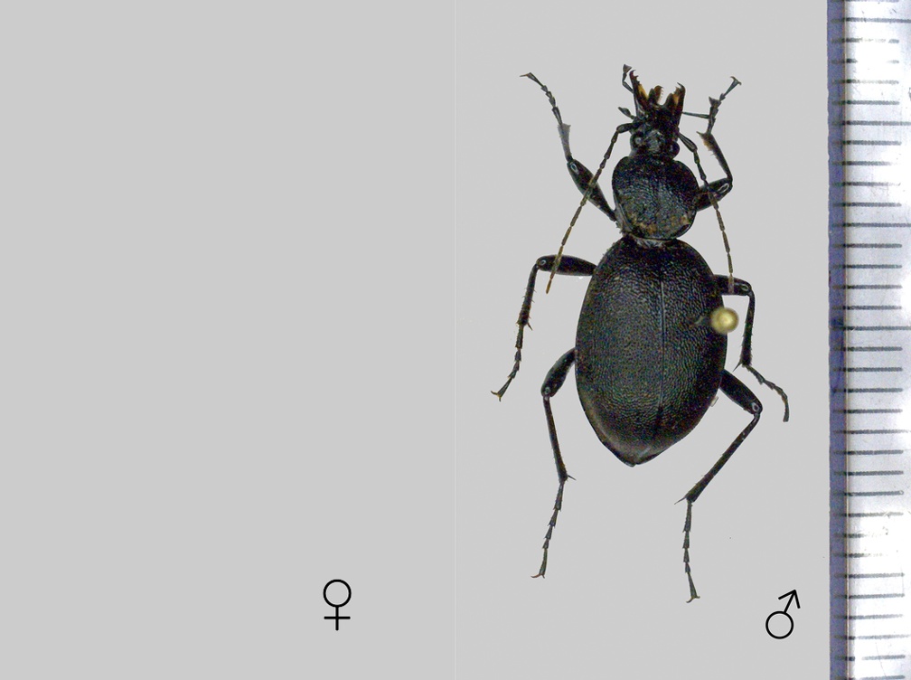 Cychrus caraboides (Linnaeus, 1758)