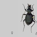 Cychrus caraboides (Linnaeus, 1758)