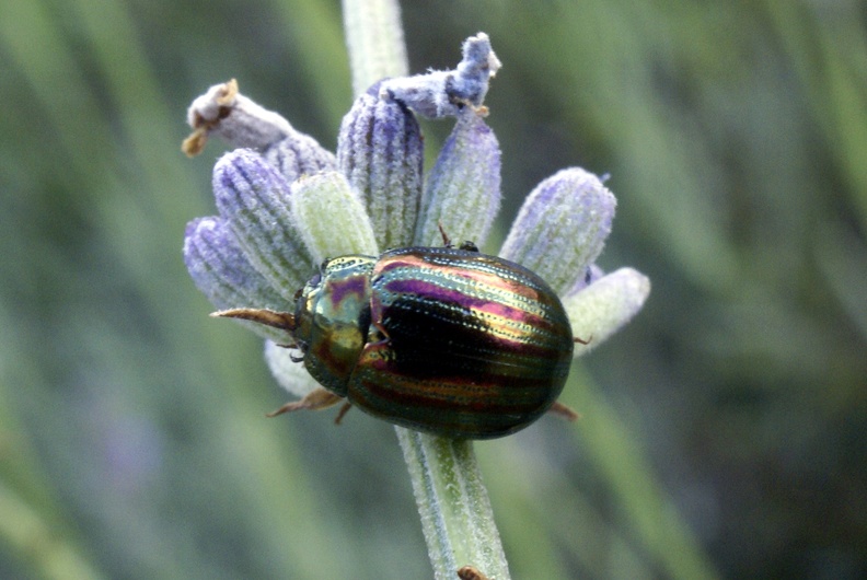 Chrysolina americana Linnaeus, 1758