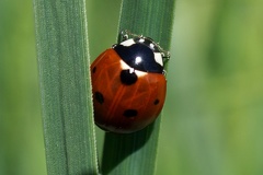 Coccinella septempunctata Linnaeus, 1758