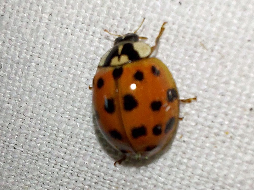 Harmonia axyridis (Pallas, 1773)