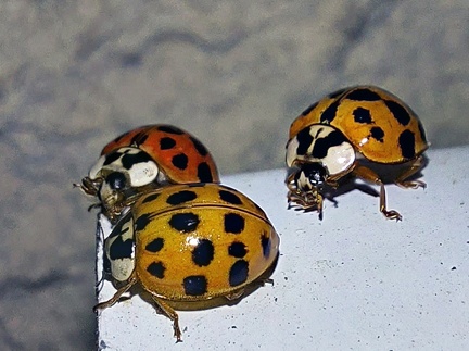 Harmonia axyridis (Pallas, 1773)