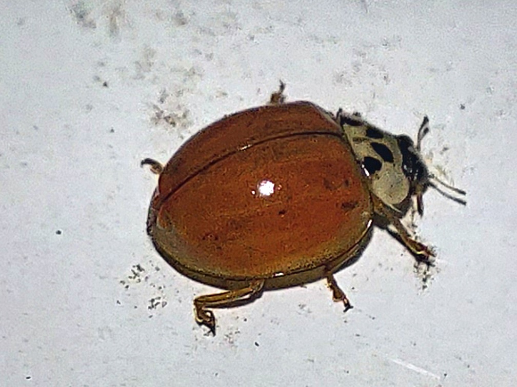 Harmonia axyridis (Pallas, 1773)