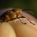 Curculio nucum Linnaeus, 1758