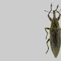 Lixus iridis Olivier, 1807