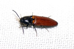 Ampedus cinnabarinus (Eschscholtz, 1829)-8647IN1