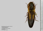1-Elateridae de Guyane à identifier ou en cours de description