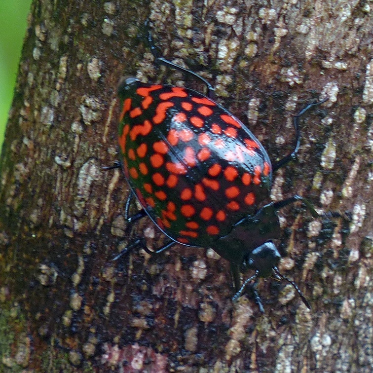 Erotylus giganteus Linnaeus, 1758