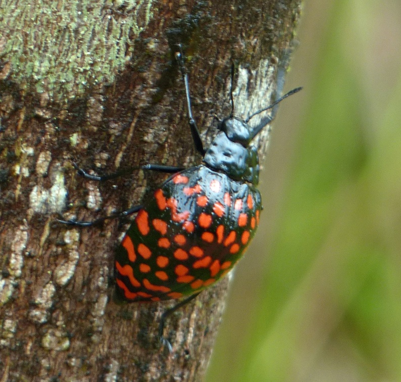 Erotylus giganteus Linnaeus, 1758