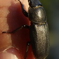 <!--hidden-->Dorcus parallelipipedus (Linnaeus, 1758)-Oinville-sous-Auneau