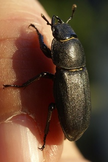 Dorcus parallelipipedus (Linnaeus, 1758)