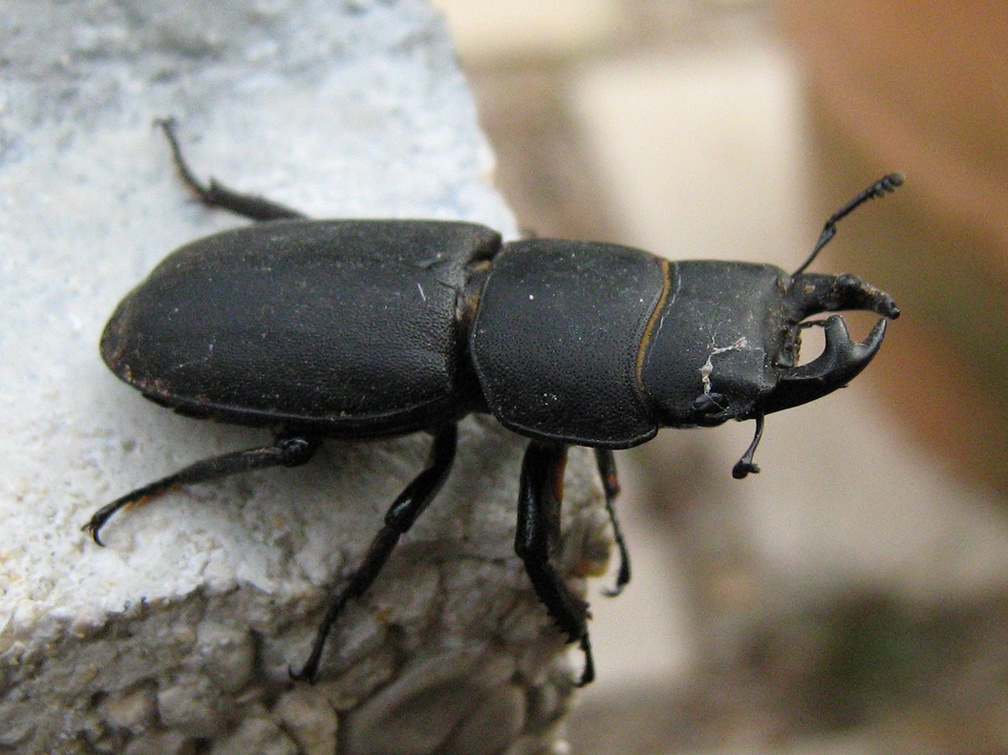 Lucanus cervus (Linnaeus, 1758)