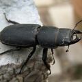 Lucanus cervus (Linnaeus, 1758)