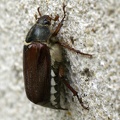 Melolontha melolontha (Linnaeus, 1758)