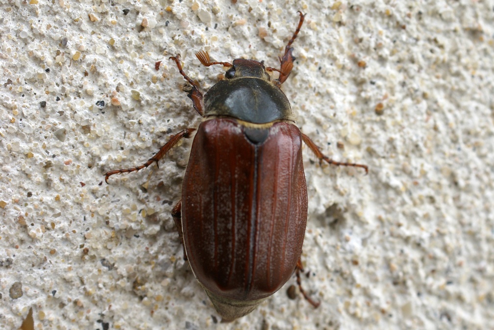 Melolontha melolontha (Linnaeus, 1758)