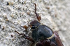 Melolontha melolontha (Linnaeus, 1758)