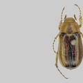 Rhizotrogus aestivus (Olivier, 1789)