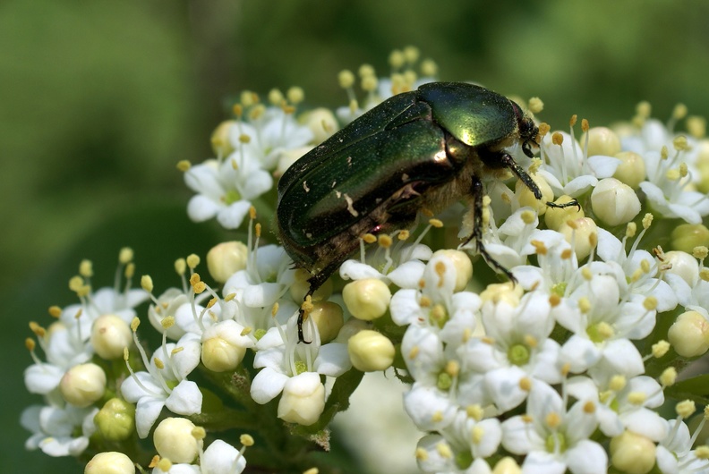 Cetonia aurata (Linnaeus, 1758)