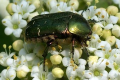 Cetonia aurata (Linnaeus, 1758)