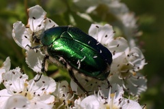 Cetonia aurata (Linnaeus, 1758)