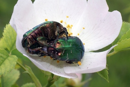 Cetonia aurata (Linnaeus, 1758)