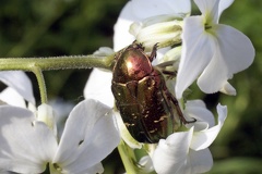 Cetonia aurata (Linnaeus, 1758)