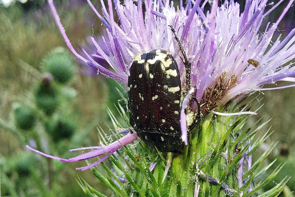 Oxythyrea funesta (Poda, 1761)