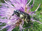 Scarabaeidae (Cétoines,scarabés,hannetons ...)