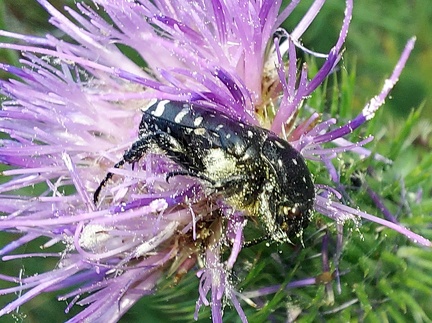 Oxythyrea funesta (Poda, 1761)