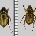 Cyclocephala amazona (Linnaeus, 1767)