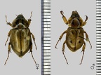 Coléoptères (Beetles)