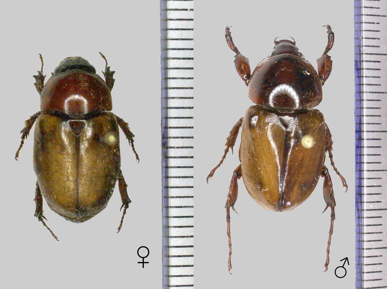 Cyclocephala emarginata Endrödi, 1966.jpg