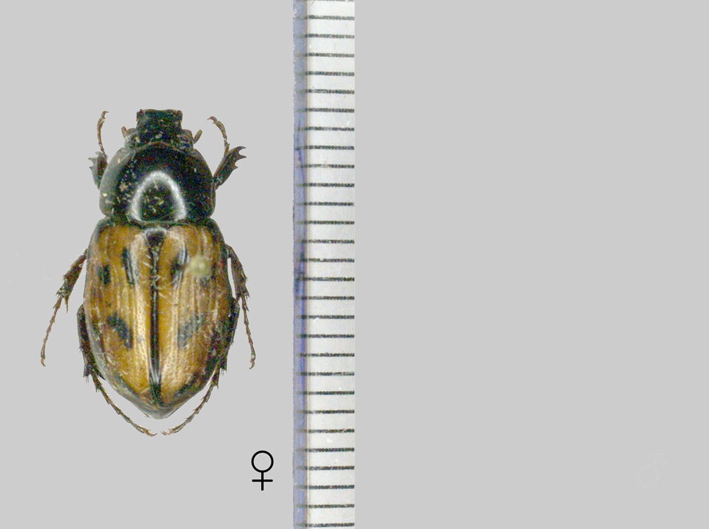 Cyclocephala marginalis Kirsch, 1870