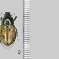 Cyclocephala marginalis Kirsch, 1870