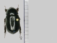 Hylobothynus pontis Ratcliffe, 1982