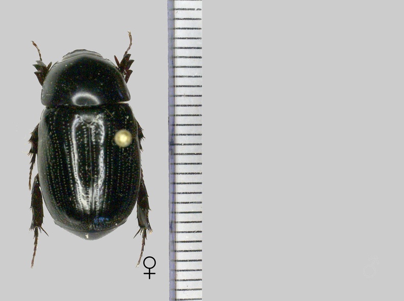 Hylobothynus pontis Ratcliffe, 1982.jpg