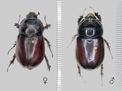 Oryctes nasicornis (Linnaeus, 1758)