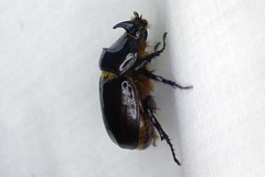 Oryctes nasicornis (Linnaeus, 1758)