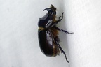 Coléoptères - Beetles
