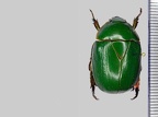 Anticheira capucina (Fabricius, 1787)