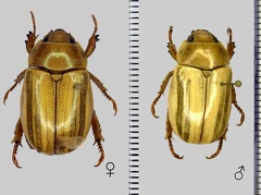 Pelidnota durantonorum Soula, 2009