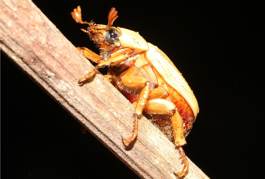 Pelidnota durantonorum Soula, 2009