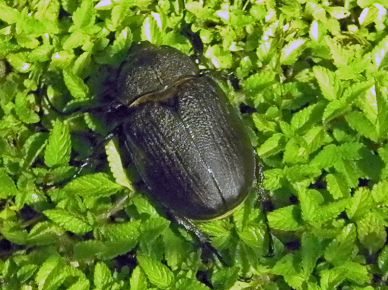 Megasoma actaeon (Linnaeus, 1758)